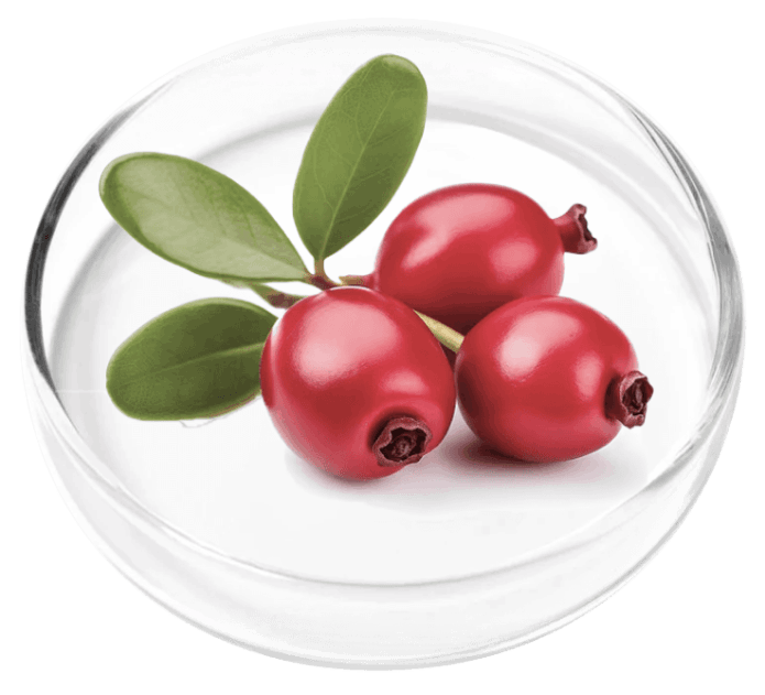 Bearberry