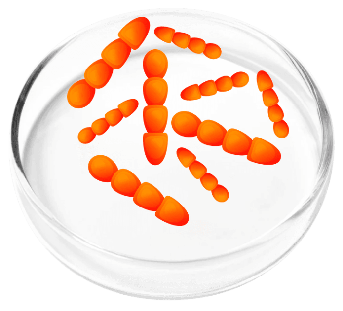 Lactobacillus Crispatus